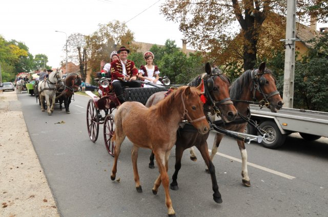 2014 Szüreti Felvonulás